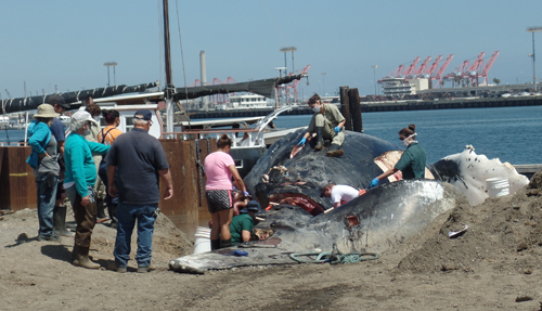 whale beached
